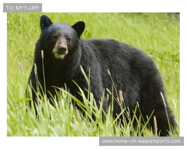 黑熊进城伤人，俄紧急出动围捕，黑熊进攻俄罗斯